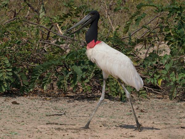 Jabiroe (Jabiru mycteria)